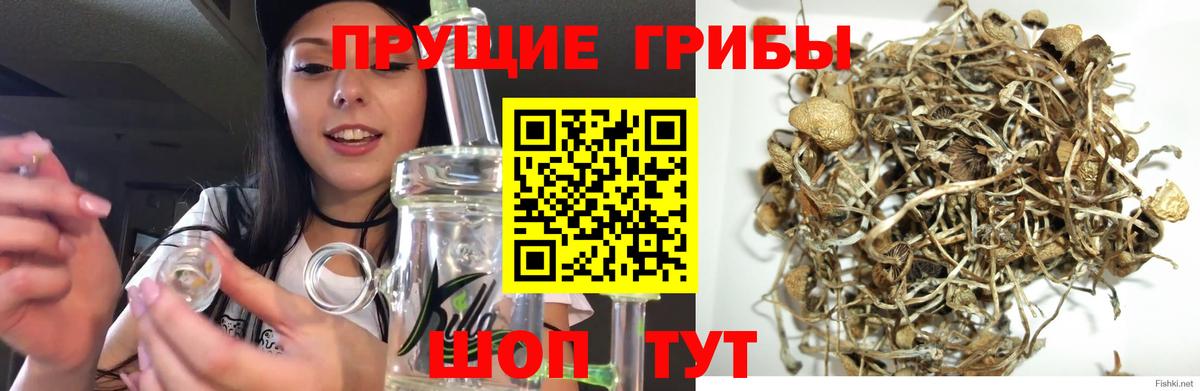 Рязань  Псилоцибиновые грибы прущие грибы  Галлюциногенные грибы Psilocybine cubensis  Вход с VPN 